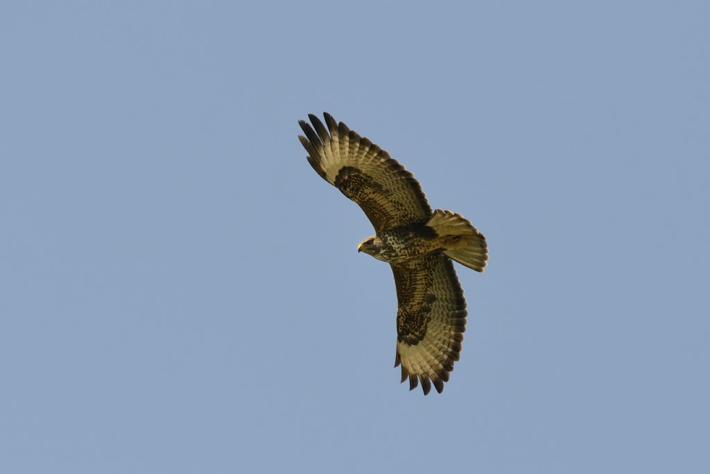 Libera nel cielo